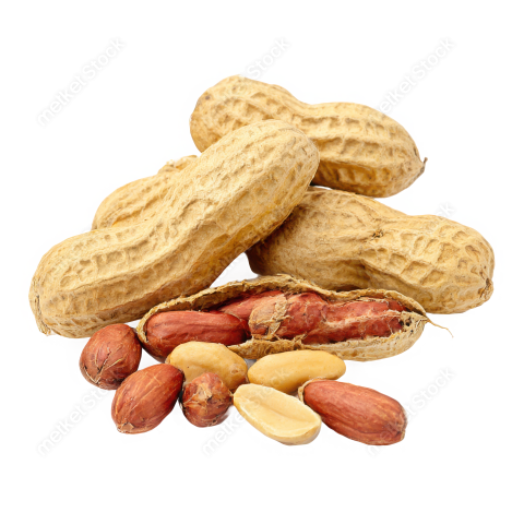 Bdrabiul22 A high quality image of peanuts isolated on a whit d32356f8 8b81 4fce 89c8 327d38f978bd 3 attr1 feather