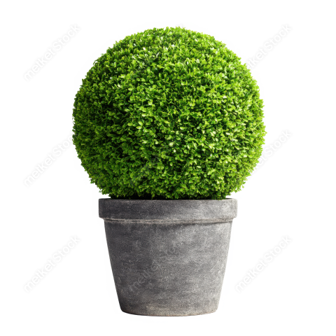 Bdrabiul22 A lush green boxwood topiary shaped into a perfect 982e9b9c 9abc 4d02 8aba bd318d18c560 2 attr1 feather