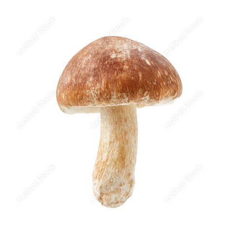 Bdrabiul22 A single brown mushroom isolated on a clean white ba8bd24c fce6 4219 8b34 84e4c93613a9 3 attr1 feather